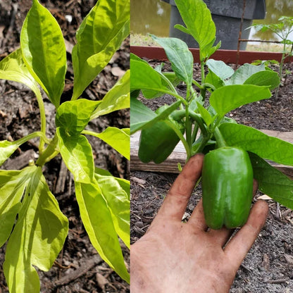 Andgro Neem Oil Pure Plant Extract ( BUY 1 GET 1 FREE )