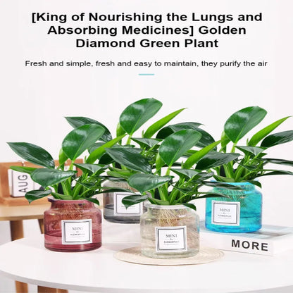 【 Lung Nourishing Drug King 】 Golden Diamond Green Plant ( BUY 1 GET 1 FREE )