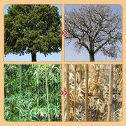 Cyclosinone Herbicide Granules | 🔥BUY 1 GET 1 FREE🔥